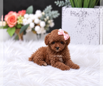 Poodles - Female Poodle (Miniature) Puppy for Sale - Photo #14
