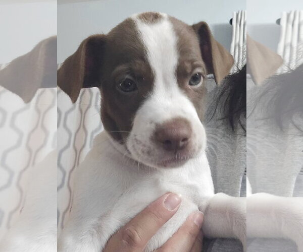 Medium Photo #1 Mutt Puppy For Sale in New London, WI, USA
