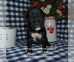 Small Photo #5 Boxer Puppy For Sale in CABOOL, MO, USA