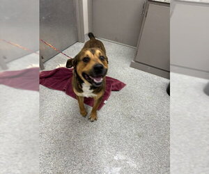 Labrador Retriever Dogs for adoption in Pasadena, TX, USA