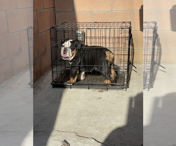 Medium Photo #1 English Bulldog Puppy For Sale in COVINA, CA, USA