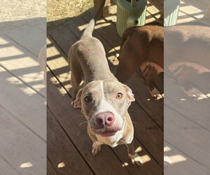 261487  Clairee - Female American Pit Bull Terrier-Unknown Mix Dog for Adoption - Photo #2