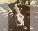 Small Photo #2 American Pit Bull Terrier-Unknown Mix Puppy For Sale in Wetumpka, AL, USA