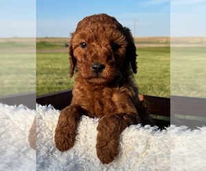 Goldendoodle (Miniature) Puppy for sale in HULL, IA, USA