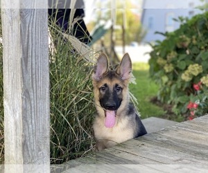 German Shepherd Dog Puppy for sale in LANCASTER, PA, USA