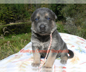 German Shepherd Dog Puppy for Sale in PIEDMONT, Missouri USA