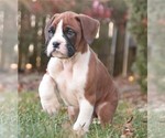 Small #1 Boxer