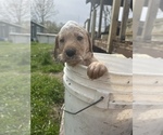 Small Photo #20 Labradoodle Puppy For Sale in NEW BALTIMORE, MI, USA