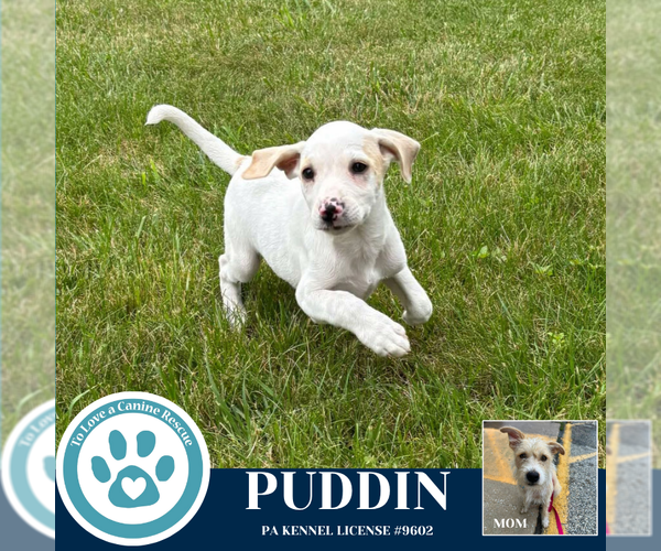 Medium Photo #3 Mutt Puppy For Sale in Kimberton, PA, USA