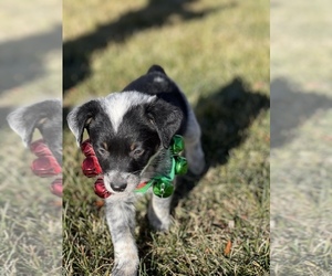 Texas Heeler Puppy for sale in RIO RANCHO, NM, USA