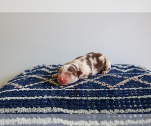 Miniature Australian Shepherd Puppy for Sale in MARYSVILLE, Indiana USA