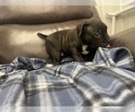 Small Photo #44 American Bully Puppy For Sale in REESEVILLE, WI, USA