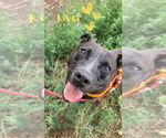 Small #3 American Pit Bull Terrier Mix
