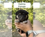 Puppy Katrina Shiba Inu