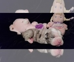 Small Photo #3 Olde English Bulldogge Puppy For Sale in LOUISVILLE, KY, USA