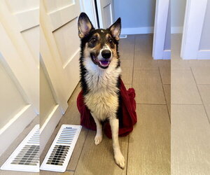 Jessie #3 - Male Australian Shepherd-Welsh Corgi Mix Dog for Adoption - Photo #3