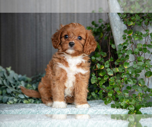 Medium Cavapoo
