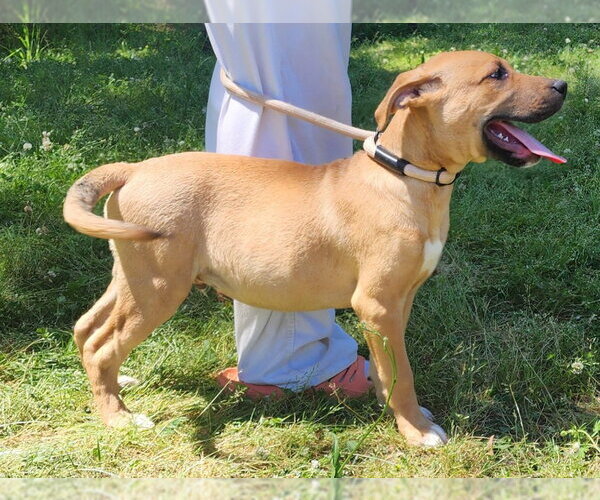 Medium Photo #2 Labrador Retriever-Unknown Mix Puppy For Sale in Wetumpka, AL, USA