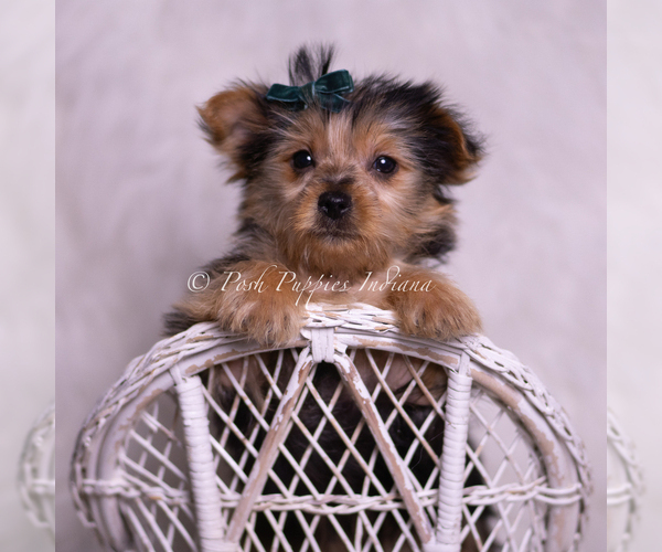 Medium Photo #7 Yorkshire Terrier Puppy For Sale in WARSAW, IN, USA