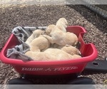 Small #1 Golden Retriever