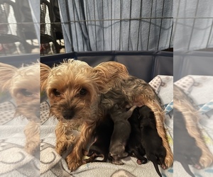 Yorkshire Terrier Puppy for sale in LEXINGTON, GA, USA