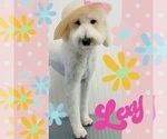 Small Photo #2 Goldendoodle Puppy For Sale in MORENO VALLEY, CA, USA