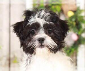 Zuchon Puppy for sale in MOUNT VERNON, OH, USA