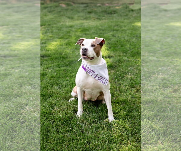 Medium Photo #3 Mutt Puppy For Sale in Crete, IL, USA