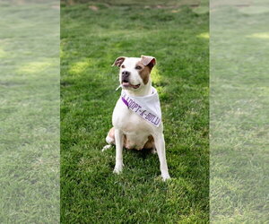 Bella Donna - Female Mutt Dog for Adoption - Photo #3
