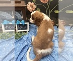 Small #5 Cavalier King Charles Spaniel
