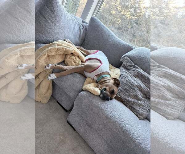 Medium Photo #3 Boxer Puppy For Sale in Burnsville, MN, USA