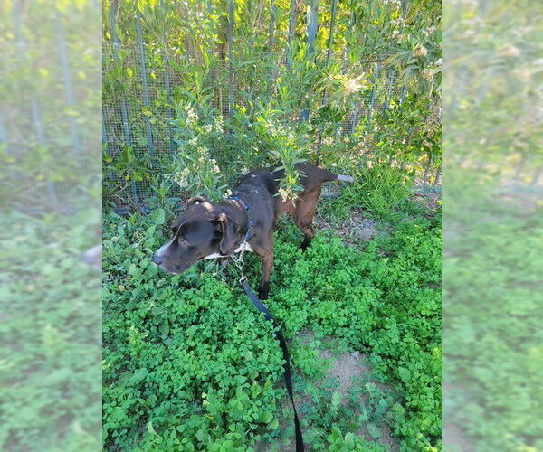 Medium Photo #5 Lab-Pointer Puppy For Sale in San Juan Capistrano, CA, USA