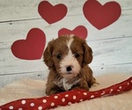 Small #5 Cavapoo (Miniature)