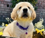 Small Photo #3 Golden Retriever Puppy For Sale in BAKERSFIELD, CA, USA