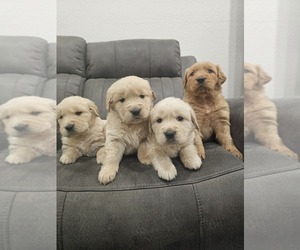 Golden Retriever Puppy for sale in ELVERTA, CA, USA