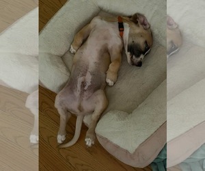 King - Male Mutt Dog for Adoption - Photo #8