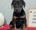 Small #7 Doberman Pinscher