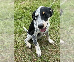 Pointer-Unknown Mix Dogs for adoption in Tarrytown, GA, USA