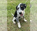 Small Pointer Mix