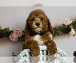 Puppy Boogie AKC Poodle (Miniature)