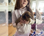 Small Photo #6 Dachshund Puppy For Sale in STEPHENS CITY, VA, USA