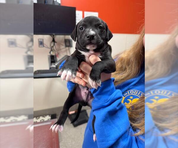 Medium Photo #1 Labrador Retriever-Unknown Mix Puppy For Sale in Louisville, KY, USA