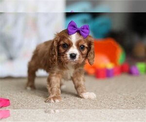 Cavalier King Charles Spaniel Puppy for sale in CHARLOTTESVILLE, IN, USA