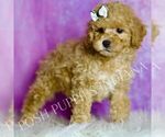 Small Photo #108 Poodle (Miniature) Puppy For Sale in WARSAW, IN, USA