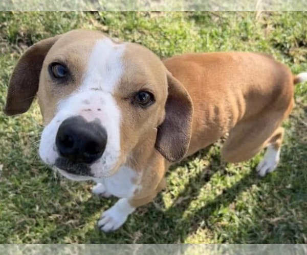 Medium Photo #1 Italian Greyhound-Unknown Mix Puppy For Sale in Fallbrook, CA, USA