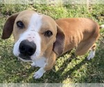Small Italian Greyhound Mix