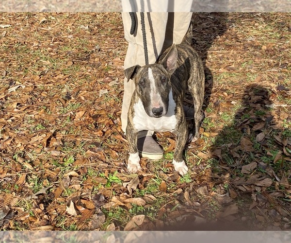 Medium Photo #1 Bull Terrier Puppy For Sale in DECATUR, TN, USA