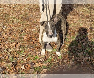 Bull Terrier Puppy for sale in DECATUR, TN, USA