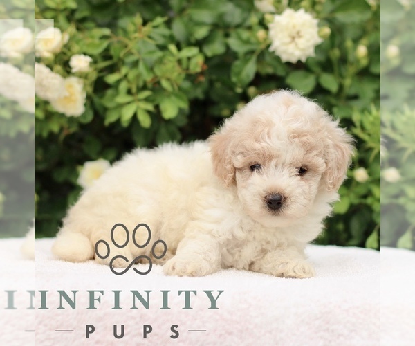 Medium Photo #4 Poodle (Toy) Puppy For Sale in PARADISE, PA, USA