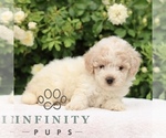 Small #3 Poodle (Toy)